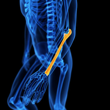  medical illustration of the ulna bone