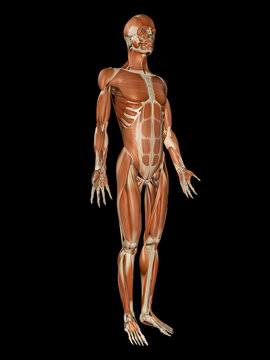  medical illustration of the male muscular system
