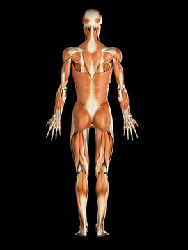 medical illustration of the male muscular system