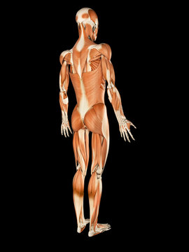  medical illustration of the male muscular system