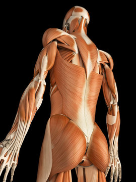  medical illustration of the male muscular system
