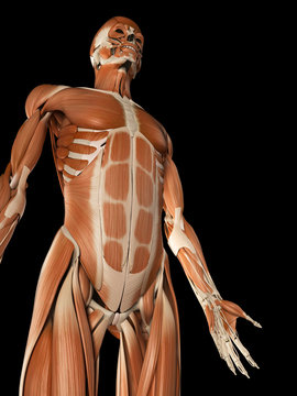  medical illustration of the male muscular system