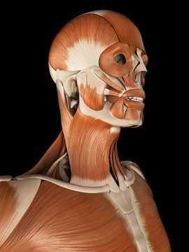  medical illustration of the male muscular system