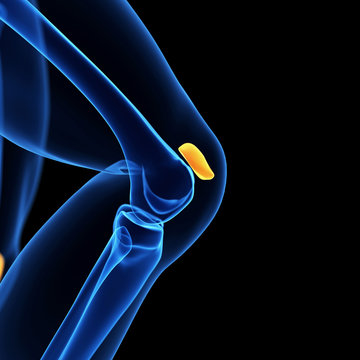  medical illustration of the knee cap