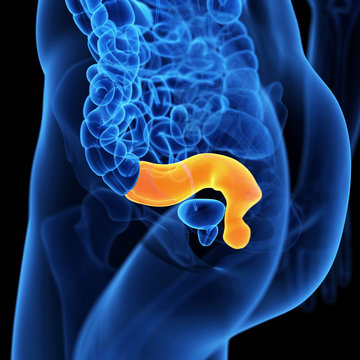  medical illustration of the rectum