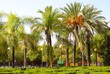 © rrenis2000 - Palmeras
