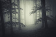 © andreiuc88 - dark dreamy forest with fog