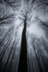 Wall Mural - tree in forest on winter night