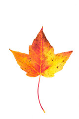 foliage