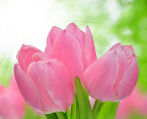 Wall Mural - fresh pink  tulips on green background