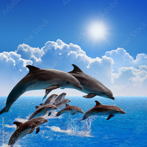 Plakat na zamówienie Skaczące z wody delfiny na tle pięknego nieba