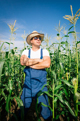 Poster - Farmer inspecting corn plant in field