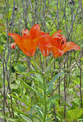 Sticker - Wild lily (Lilium pensylvanicum) 7