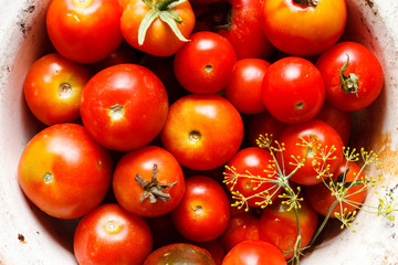 Wall Mural - fresh tomatoes