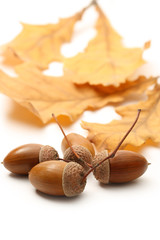 Canvas Print - Fresh acorn with leaves