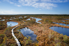View To Walking Trail In Swamp, Kemeri National Park In Latvia
