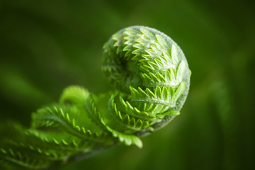 Macro photo of young fern sprout with selective focus