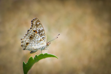 Wall Mural - Butterfly