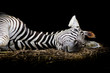 Zebra/African Zebra sleeping on field.