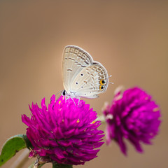 Poster - Butterfly on a flower