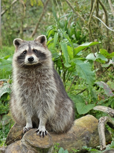 Fotomural Waschbär (Procyon lotor) auf Baumstamm