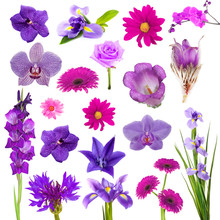Collage Of Beautiful Purple Flowers