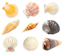 Collage Of Shells Isolated On White