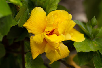 Fotomurales - Big beautiful yellow flower