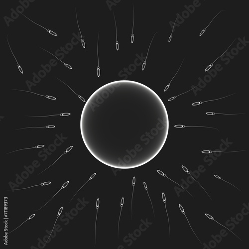 Fotografie, Obraz Insemination sperm fertilizing egg cell, vector monochrome