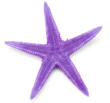 Purple Seastar, Isolated On White Background.