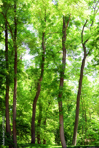 Obraz w ramie Beautiful trees in forest