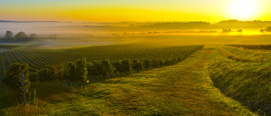 Wall Mural - Vineyard Sunrise