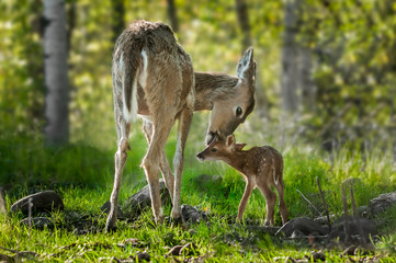 Wall Mural - white-tailed deer (odocoileus virginianus) licks her fawn