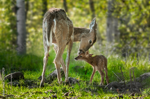 Fotografía White-Tailed Deer (Odocoileus virginianus) Licks Her Fawn