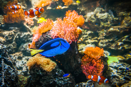 Fotografia Clownfish and Blue Tang in the water with corals