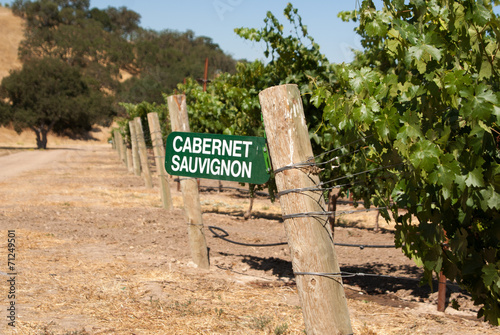 Fotografie, Obraz Cabernet Sauvignon grapes growing in California