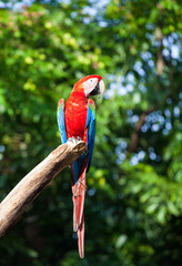 Wall Mural - colorful macaw