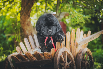 Wall Mural - Newfoundland puppy, black, woolen