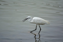 White Water Bird Catching Fish In River