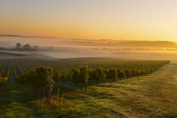 Wall Mural - Vineyard Sunrise