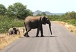Overstekende olifant met haar kalf in Kruger National Park