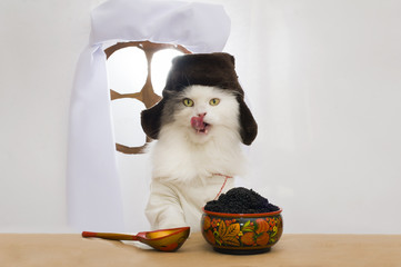 Wall Mural - Russian cat eats caviar