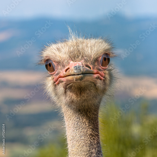 Naklejka ścienna Head of an African Ostrich Looking straight in the Camera
