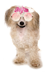 Sticker - Chinese crested powder puff wearing bride to be glasses