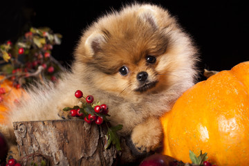Fototapete - orange pomeranian puppy spitz