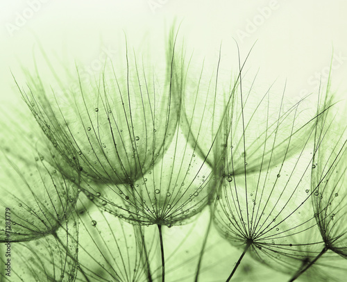 Naklejka nad blat kuchenny Dandelion