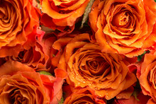 Background Texture Of Romantic Orange Roses