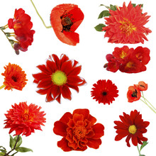 Collage Of Beautiful Red Flowers