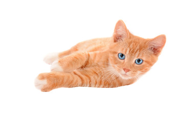  Ginger kitten laying on a white background