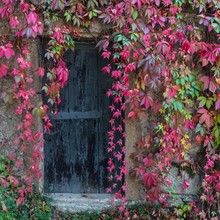 Old Wooden Door Overgrown With Ivy